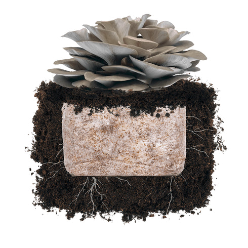Italian Oyster 'Plant & Grow' Garden Block